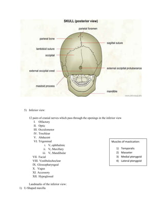 5) Inferior view:

       12 pairs of cranial nerves which pass through the openings in the inferior view
           I. Olfactory
           II. Optic
           III. Occulomotor
           IV. Trochlear
           V. Abducent
           VI. Trigeminal                                                     Muscles of mastication:
                     i. V1 ophthalmic
                    ii. V2 Maxillary                                              1) Temporalis
                   iii. V3 Mandibular                                             2) Masseter
          VII. Facial                                                             3) Medial pterygoid
          VIII. Vestibulochoclear                                                 4) Lateral pterygoid
          IX. Glossopharyngeal
          X. Vagus
          XI. Accessory
          XII. Hypoglossal

      Landmarks of the inferior view:
1) U-Shaped maxilla
 