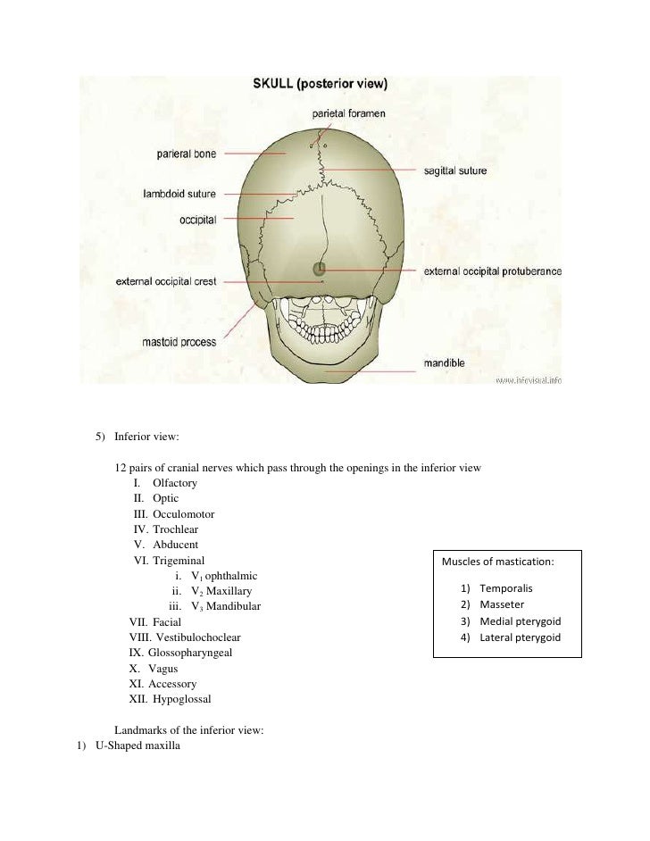 Skull Notes