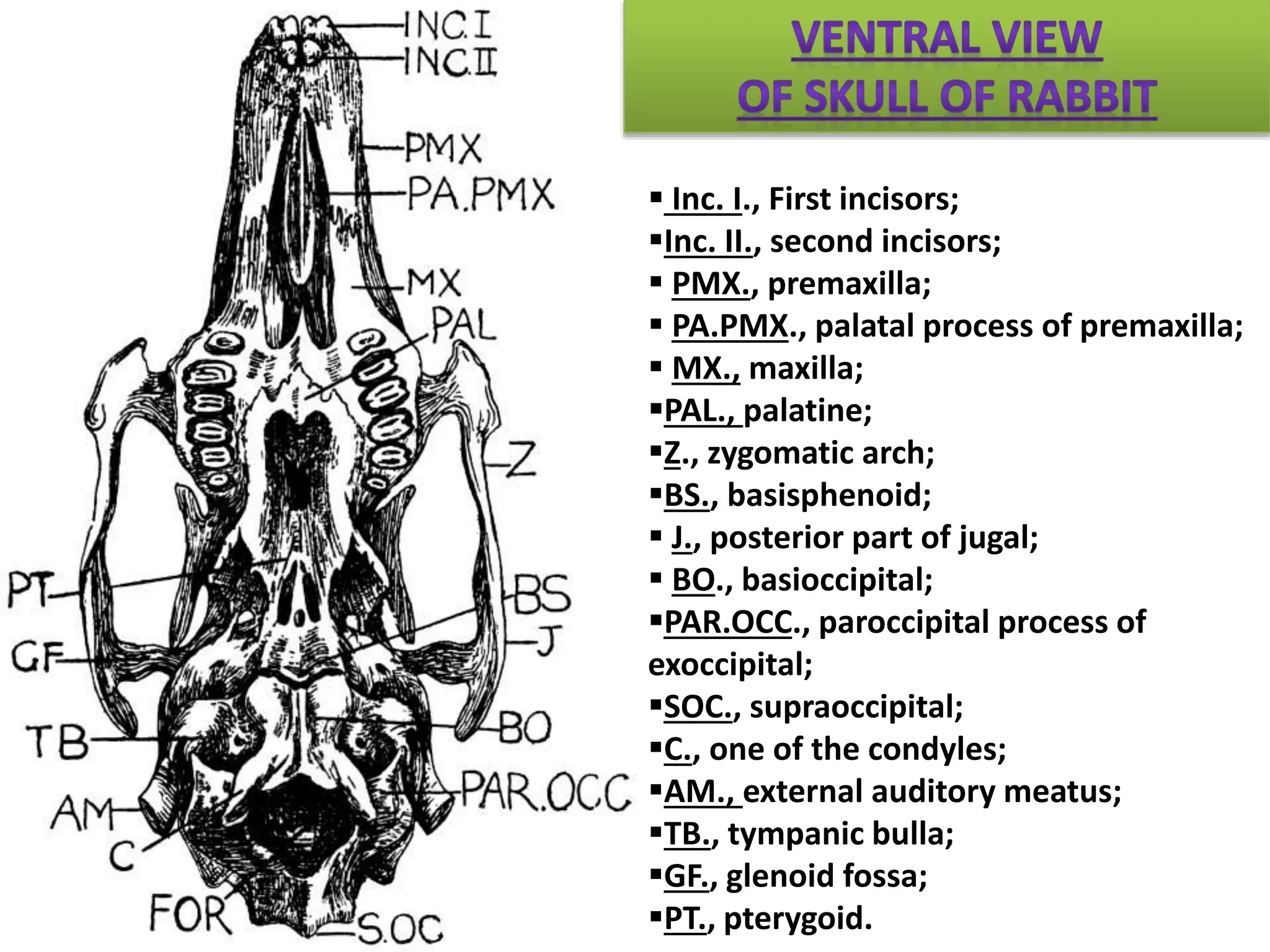  Inc. I., First incisors;
Inc. II., second incisors;
 PMX., premaxilla;
 PA.PMX., palatal process of premaxilla;
 MX., maxilla;
PAL., palatine;
Z., zygomatic arch;
BS., basisphenoid;
 J., posterior part of jugal;
 BO., basioccipital;
PAR.OCC., paroccipital process of
exoccipital;
SOC., supraoccipital;
C., one of the condyles;
AM., external auditory meatus;
TB., tympanic bulla;
GF., glenoid fossa;
PT., pterygoid.
 