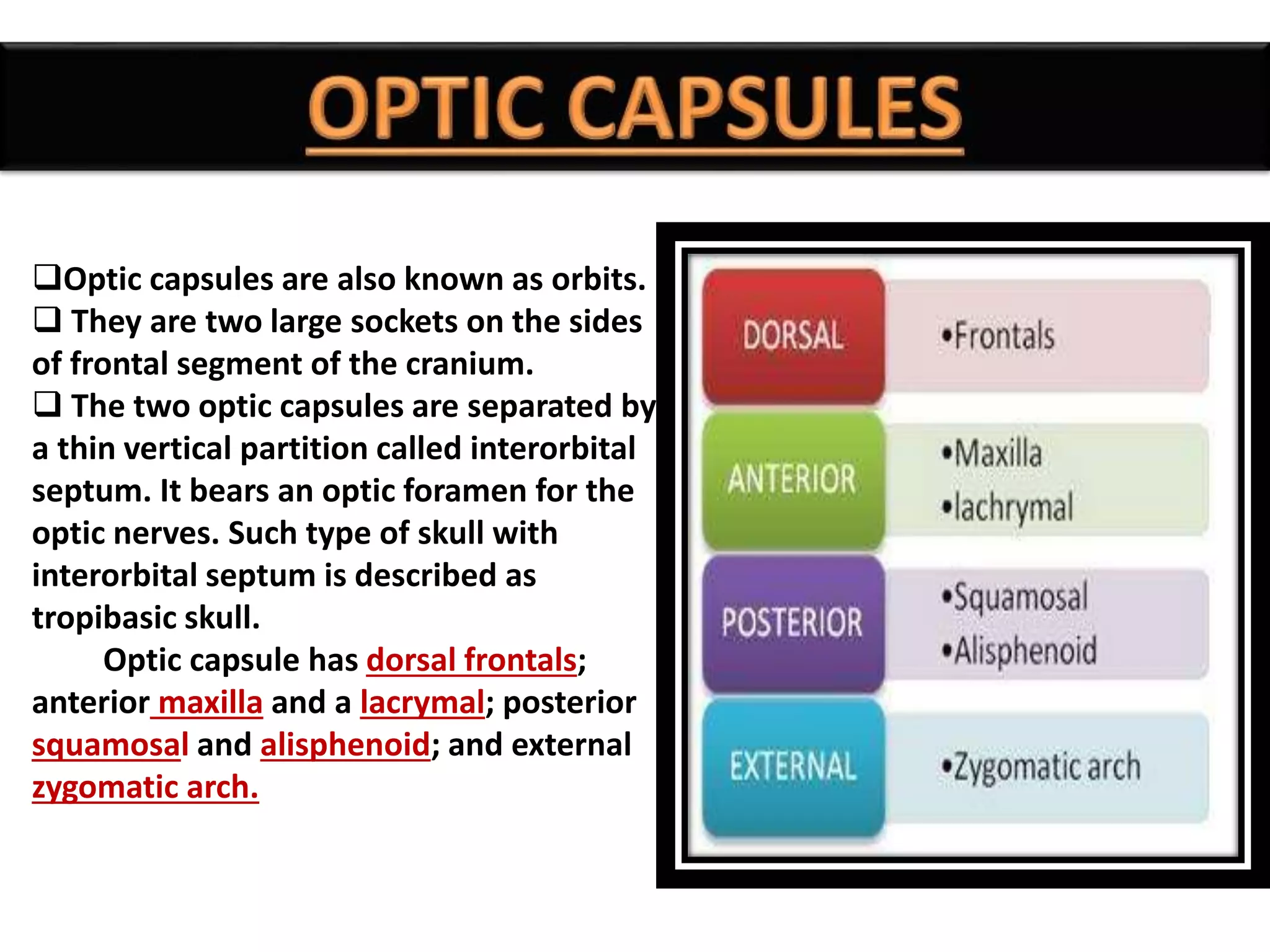 Optic capsules are also known as orbits.
 They are two large sockets on the sides
of frontal segment of the cranium.
 The two optic capsules are separated by
a thin vertical partition called interorbital
septum. It bears an optic foramen for the
optic nerves. Such type of skull with
interorbital septum is described as
tropibasic skull.
Optic capsule has dorsal frontals;
anterior maxilla and a lacrymal; posterior
squamosal and alisphenoid; and external
zygomatic arch.
 