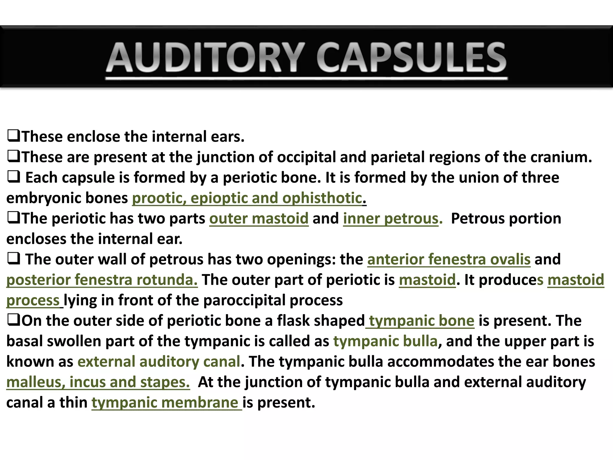 These enclose the internal ears.
These are present at the junction of occipital and parietal regions of the cranium.
 Each capsule is formed by a periotic bone. It is formed by the union of three
embryonic bones prootic, epioptic and ophisthotic.
The periotic has two parts outer mastoid and inner petrous. Petrous portion
encloses the internal ear.
 The outer wall of petrous has two openings: the anterior fenestra ovalis and
posterior fenestra rotunda. The outer part of periotic is mastoid. It produces mastoid
process lying in front of the paroccipital process
On the outer side of periotic bone a flask shaped tympanic bone is present. The
basal swollen part of the tympanic is called as tympanic bulla, and the upper part is
known as external auditory canal. The tympanic bulla accommodates the ear bones
malleus, incus and stapes. At the junction of tympanic bulla and external auditory
canal a thin tympanic membrane is present.
 