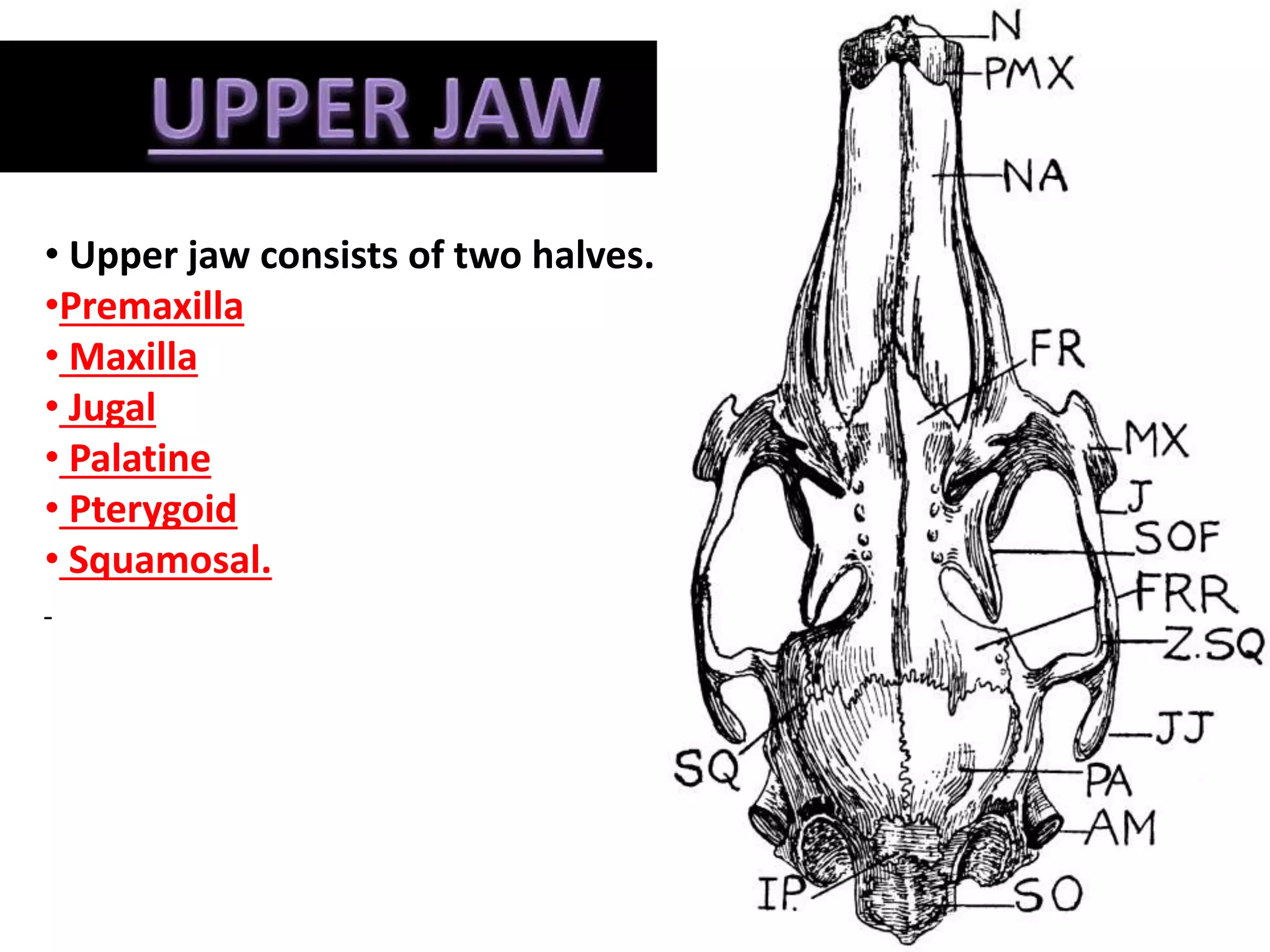 • Upper jaw consists of two halves. Each half is formed of six bones;
•Premaxilla
• Maxilla
• Jugal
• Palatine
• Pterygoid
• Squamosal.
 