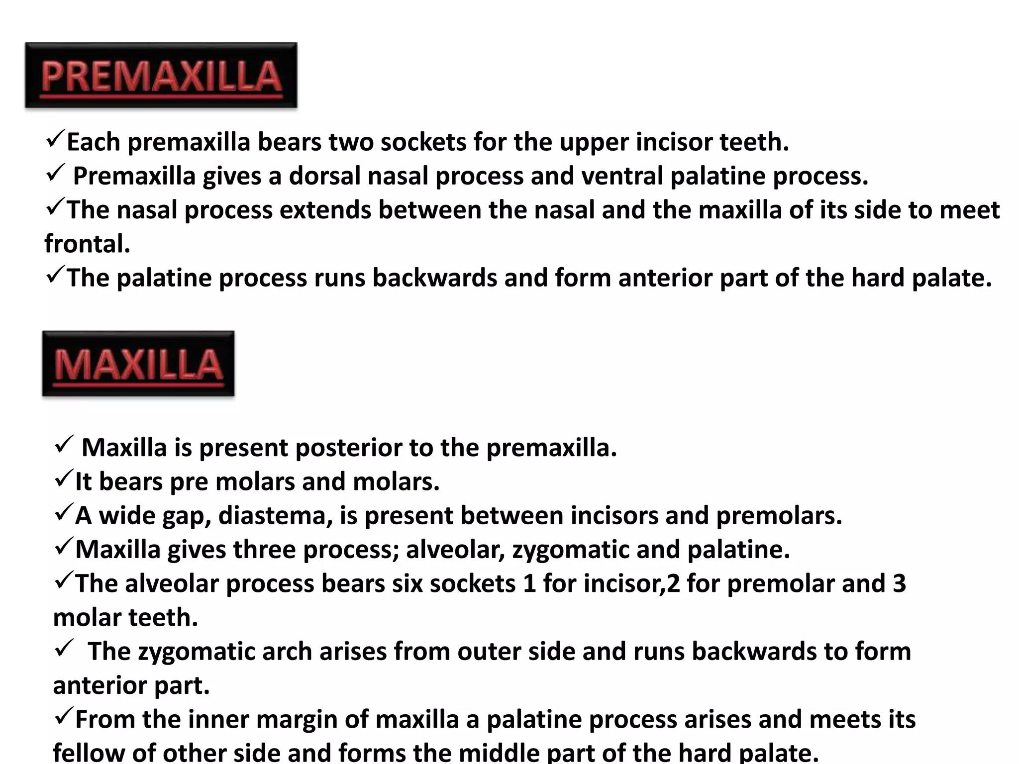 Each premaxilla bears two sockets for the upper incisor teeth.
 Premaxilla gives a dorsal nasal process and ventral palatine process.
The nasal process extends between the nasal and the maxilla of its side to meet
frontal.
The palatine process runs backwards and form anterior part of the hard palate.
 Maxilla is present posterior to the premaxilla.
It bears pre molars and molars.
A wide gap, diastema, is present between incisors and premolars.
Maxilla gives three process; alveolar, zygomatic and palatine.
The alveolar process bears six sockets 1 for incisor,2 for premolar and 3
molar teeth.
 The zygomatic arch arises from outer side and runs backwards to form
anterior part.
From the inner margin of maxilla a palatine process arises and meets its
fellow of other side and forms the middle part of the hard palate.
 