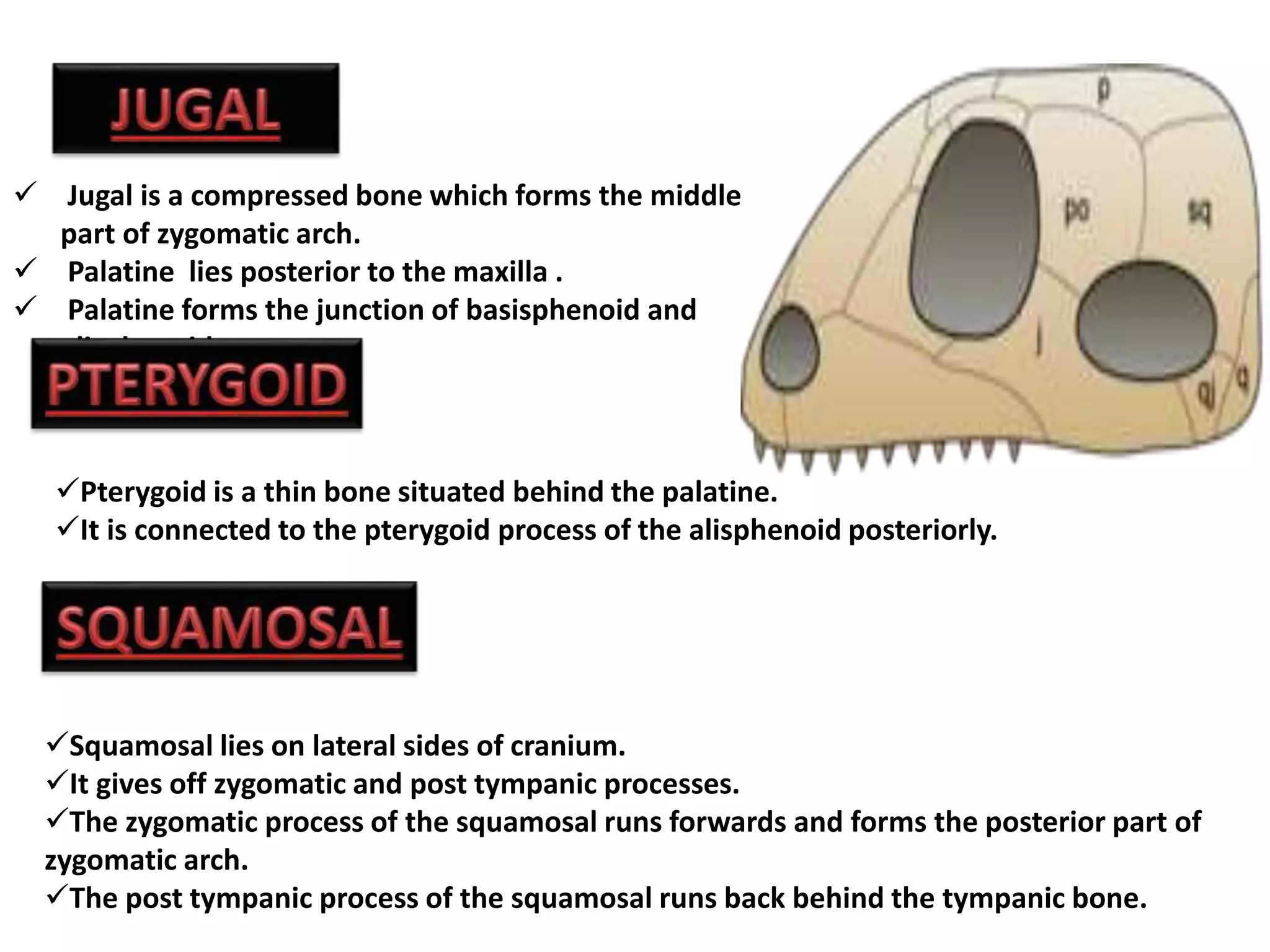  Jugal is a compressed bone which forms the middle
part of zygomatic arch.
 Palatine lies posterior to the maxilla .
 Palatine forms the junction of basisphenoid and
alisphenoid.
Pterygoid is a thin bone situated behind the palatine.
It is connected to the pterygoid process of the alisphenoid posteriorly.
Squamosal lies on lateral sides of cranium.
It gives off zygomatic and post tympanic processes.
The zygomatic process of the squamosal runs forwards and forms the posterior part of
zygomatic arch.
The post tympanic process of the squamosal runs back behind the tympanic bone.
 