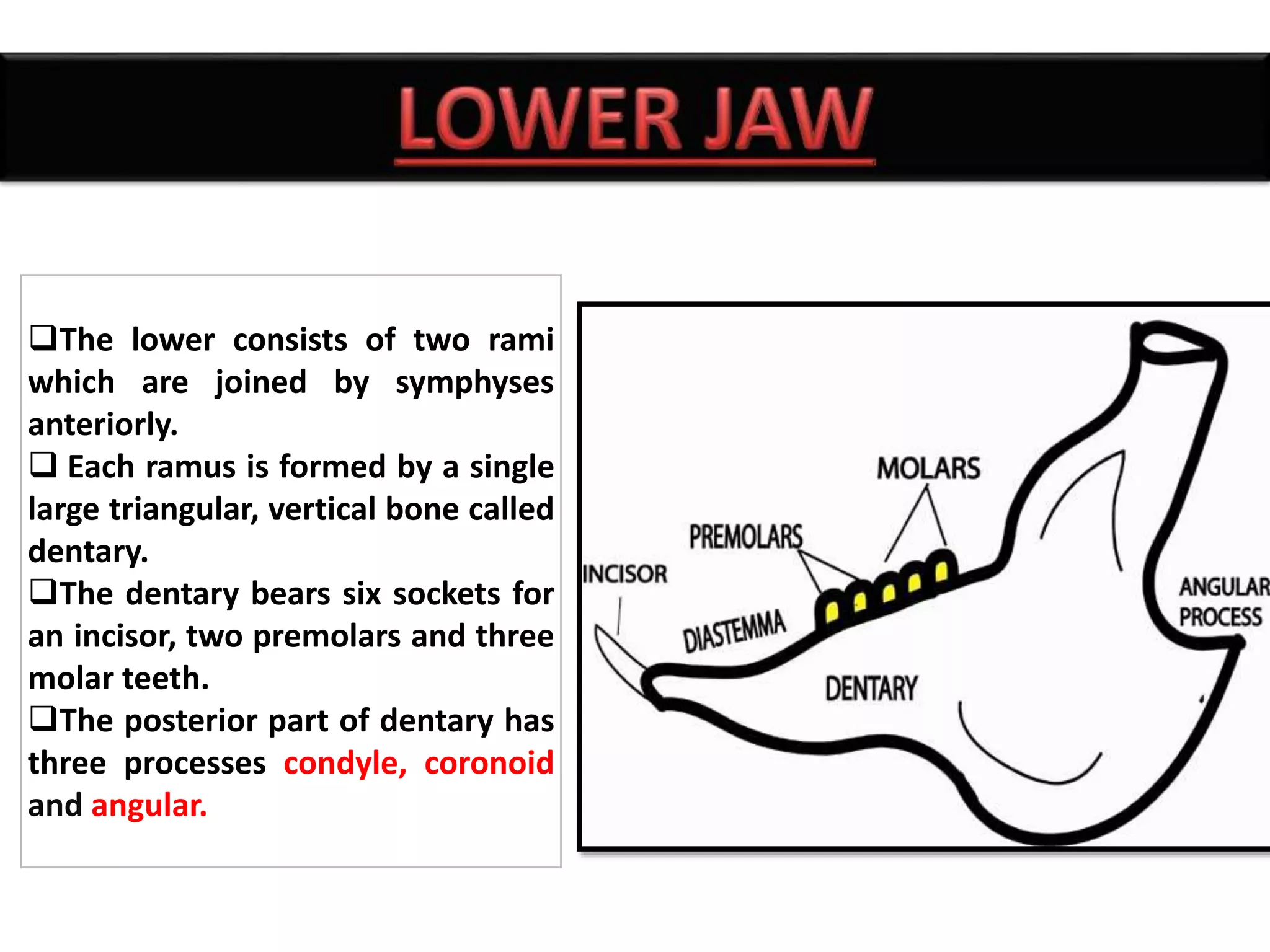 The lower consists of two rami
which are joined by symphyses
anteriorly.
 Each ramus is formed by a single
large triangular, vertical bone called
dentary.
The dentary bears six sockets for
an incisor, two premolars and three
molar teeth.
The posterior part of dentary has
three processes condyle, coronoid
and angular.
 