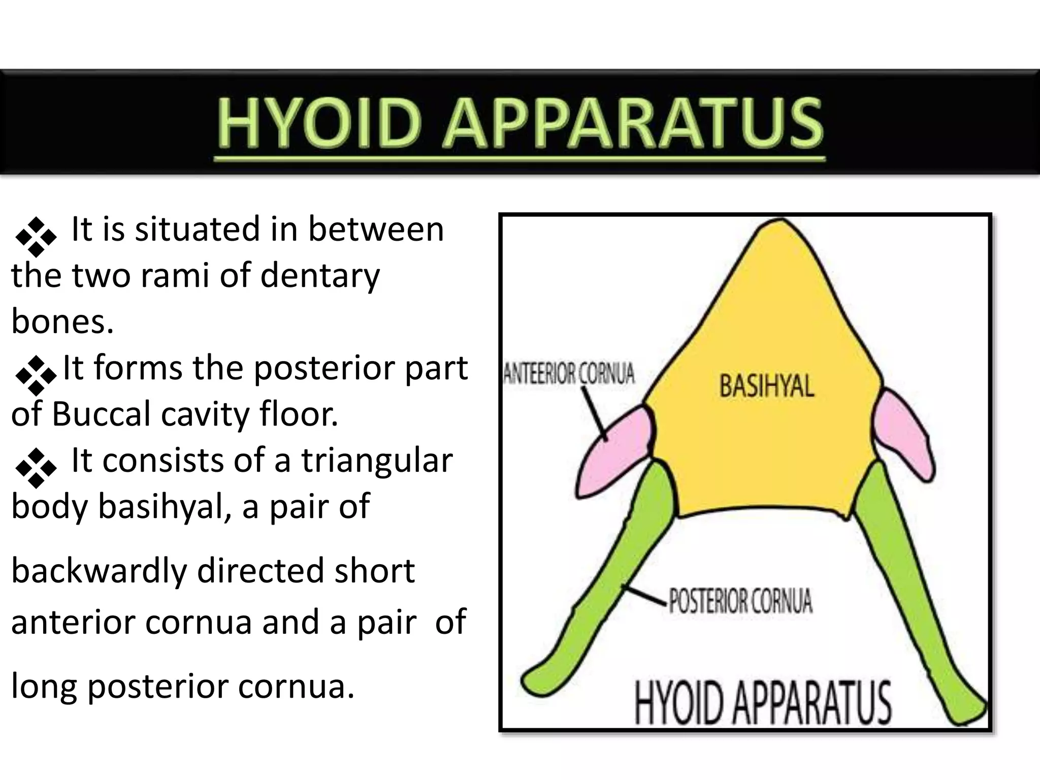  It is situated in between
the two rami of dentary
bones.
It forms the posterior part
of Buccal cavity floor.
 It consists of a triangular
body basihyal, a pair of
backwardly directed short
anterior cornua and a pair of
long posterior cornua.
 
