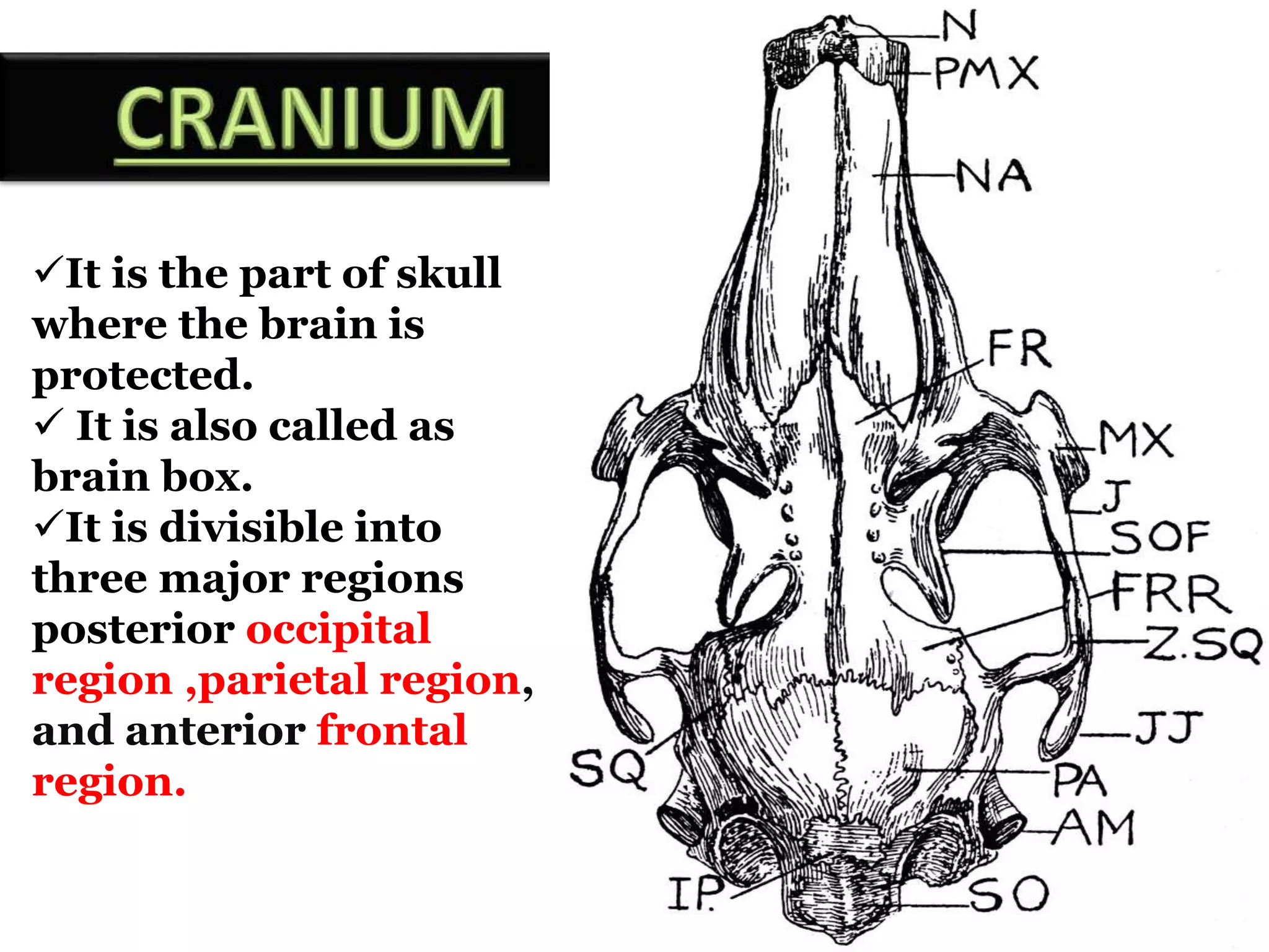 It is the part of skull
where the brain is
protected.
 It is also called as
brain box.
It is divisible into
three major regions
posterior occipital
region ,parietal region,
and anterior frontal
region.
 