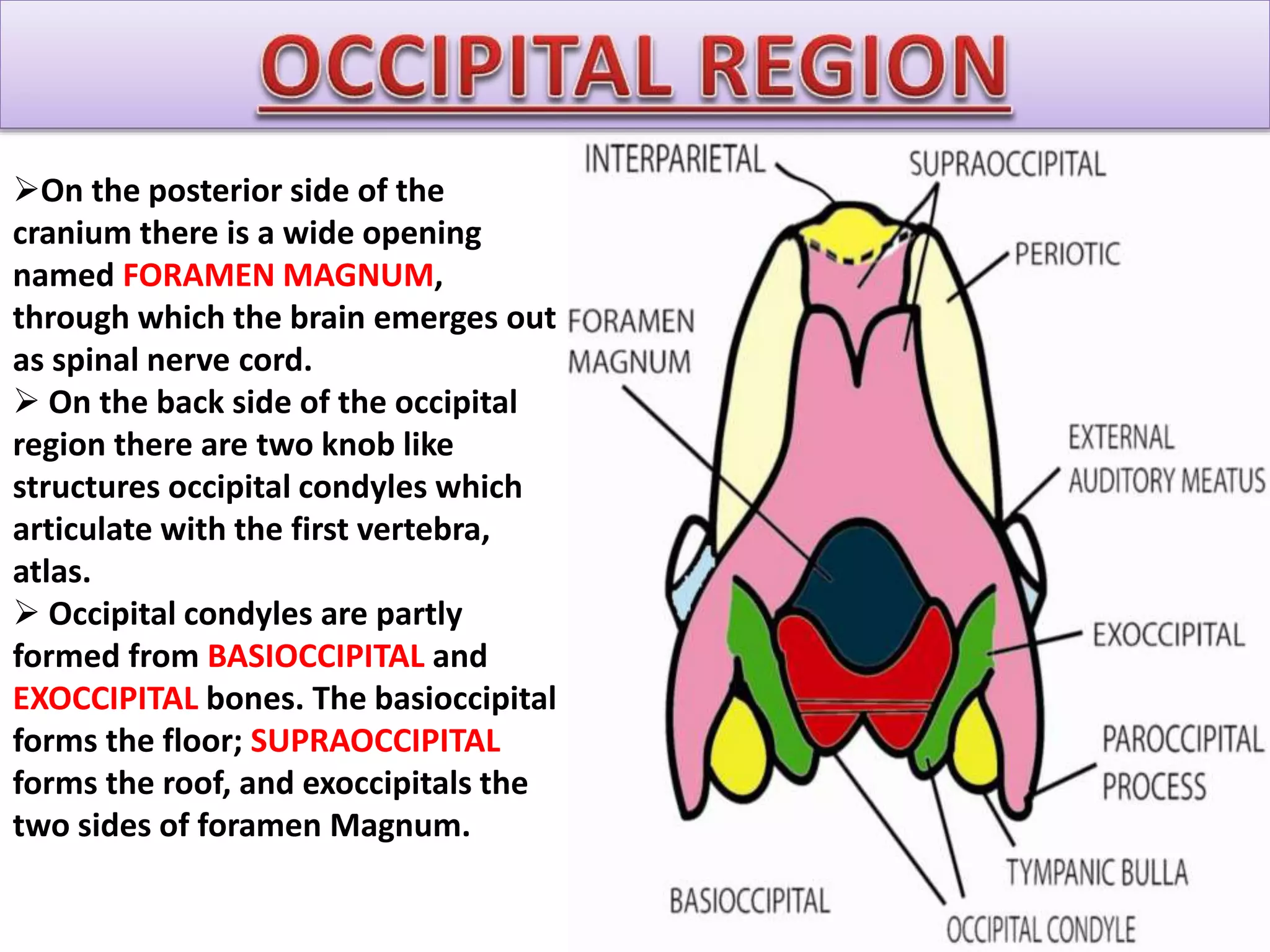 On the posterior side of the
cranium there is a wide opening
named FORAMEN MAGNUM,
through which the brain emerges out
as spinal nerve cord.
 On the back side of the occipital
region there are two knob like
structures occipital condyles which
articulate with the first vertebra,
atlas.
 Occipital condyles are partly
formed from BASIOCCIPITAL and
EXOCCIPITAL bones. The basioccipital
forms the floor; SUPRAOCCIPITAL
forms the roof, and exoccipitals the
two sides of foramen Magnum.
 