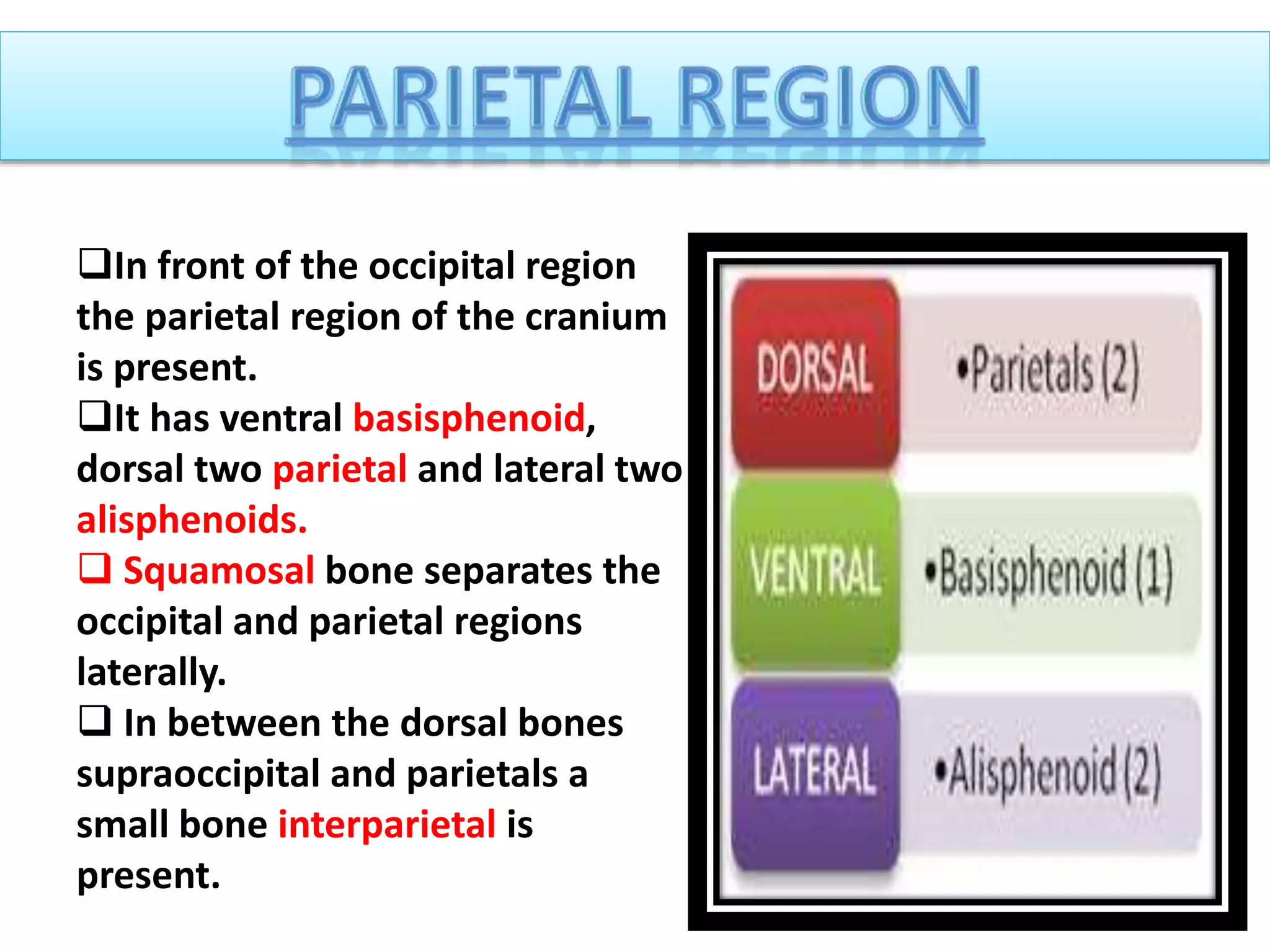 In front of the occipital region
the parietal region of the cranium
is present.
It has ventral basisphenoid,
dorsal two parietal and lateral two
alisphenoids.
 Squamosal bone separates the
occipital and parietal regions
laterally.
 In between the dorsal bones
supraoccipital and parietals a
small bone interparietal is
present.
 