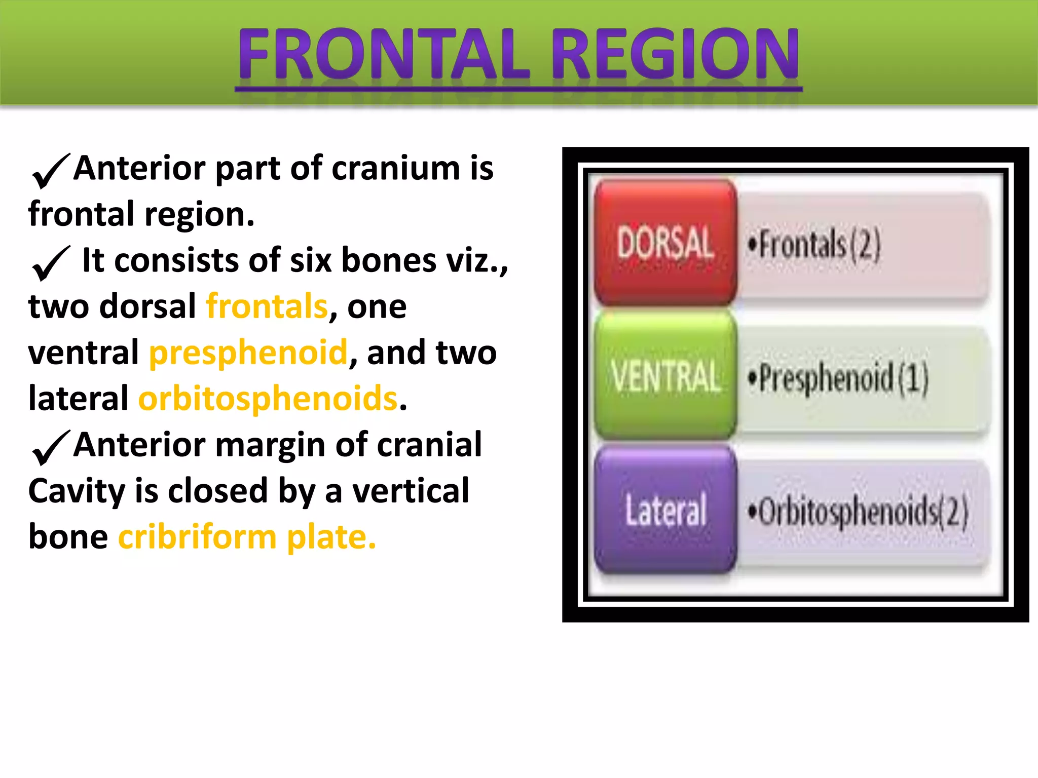 Anterior part of cranium is
frontal region.
It consists of six bones viz.,
two dorsal frontals, one
ventral presphenoid, and two
lateral orbitosphenoids.
Anterior margin of cranial
Cavity is closed by a vertical
bone cribriform plate.
 