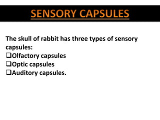 The skull of rabbit has three types of sensory
capsules:
Olfactory capsules
Optic capsules
Auditory capsules.
 