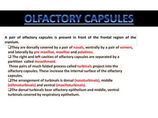 A pair of olfactory capsules is present in front of the frontal region of the
cranium.
They are dorsally covered by a pair of nasals, ventrally by a pair of vomers,
and laterally by pre maxillae, maxillae and palatines.
 The right and left cavities of olfactory capsules are separated by a
partition called mesethmoid.
Three pairs of much folded process called turbinals project into the
olfactory capsules. These increase the internal surface of the olfactory
capsules.
The arrangement of turbinals is dorsal (nasoturbinals), middle
(ethmoturbinals) and ventral (maxilloturbinals).
The dorsal turbinals bear olfactory epithelium and middle, ventral
turbinals covered by respiratory epithelium.
 