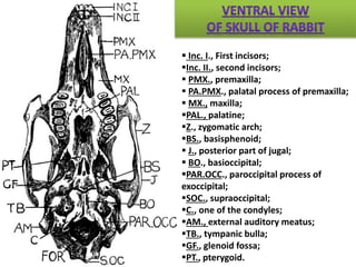 Inc. I., First incisors;
Inc. II., second incisors;
 PMX., premaxilla;
 PA.PMX., palatal process of premaxilla;
 MX., maxilla;
PAL., palatine;
Z., zygomatic arch;
BS., basisphenoid;
 J., posterior part of jugal;
 BO., basioccipital;
PAR.OCC., paroccipital process of
exoccipital;
SOC., supraoccipital;
C., one of the condyles;
AM., external auditory meatus;
TB., tympanic bulla;
GF., glenoid fossa;
PT., pterygoid.
 