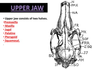 • Upper jaw consists of two halves. Each half is formed of six bones;
•Premaxilla
• Maxilla
• Jugal
• Palatine
• Pterygoid
• Squamosal.
 