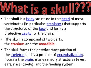 • The skull is a bony structure in the head of most
vertebrates (in particular, craniates) that supports
the structures of the face and forms a
protective cavity for the brain.
• The skull is composed of two parts:
the cranium and the mandible.
• The skull forms the anterior most portion of
the skeleton and is a product of encephalization,
housing the brain, many sensory structures (eyes,
ears, nasal cavity), and the feeding system.
 