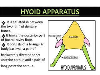  It is situated in between
the two rami of dentary
bones.
It forms the posterior part
of Buccal cavity floor.
 It consists of a triangular
body basihyal, a pair of
backwardly directed short
anterior cornua and a pair of
long posterior cornua.
 