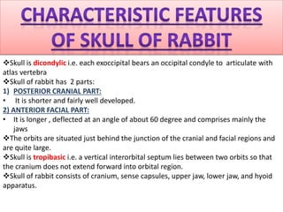 Skull is dicondylic i.e. each exoccipital bears an occipital condyle to articulate with
atlas vertebra
Skull of rabbit has 2 parts:
1) POSTERIOR CRANIAL PART:
• It is shorter and fairly well developed.
2) ANTERIOR FACIAL PART:
• It is longer , deflected at an angle of about 60 degree and comprises mainly the
jaws
The orbits are situated just behind the junction of the cranial and facial regions and
are quite large.
Skull is tropibasic i.e. a vertical interorbital septum lies between two orbits so that
the cranium does not extend forward into orbital region.
Skull of rabbit consists of cranium, sense capsules, upper jaw, lower jaw, and hyoid
apparatus.
 