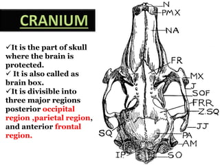It is the part of skull
where the brain is
protected.
 It is also called as
brain box.
It is divisible into
three major regions
posterior occipital
region ,parietal region,
and anterior frontal
region.
 
