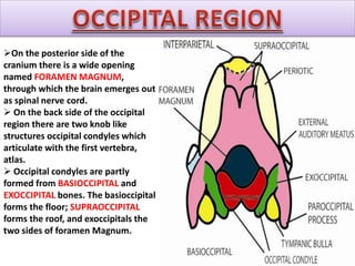 On the posterior side of the
cranium there is a wide opening
named FORAMEN MAGNUM,
through which the brain emerges out
as spinal nerve cord.
 On the back side of the occipital
region there are two knob like
structures occipital condyles which
articulate with the first vertebra,
atlas.
 Occipital condyles are partly
formed from BASIOCCIPITAL and
EXOCCIPITAL bones. The basioccipital
forms the floor; SUPRAOCCIPITAL
forms the roof, and exoccipitals the
two sides of foramen Magnum.
 