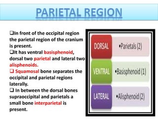 In front of the occipital region
the parietal region of the cranium
is present.
It has ventral basisphenoid,
dorsal two parietal and lateral two
alisphenoids.
 Squamosal bone separates the
occipital and parietal regions
laterally.
 In between the dorsal bones
supraoccipital and parietals a
small bone interparietal is
present.
 