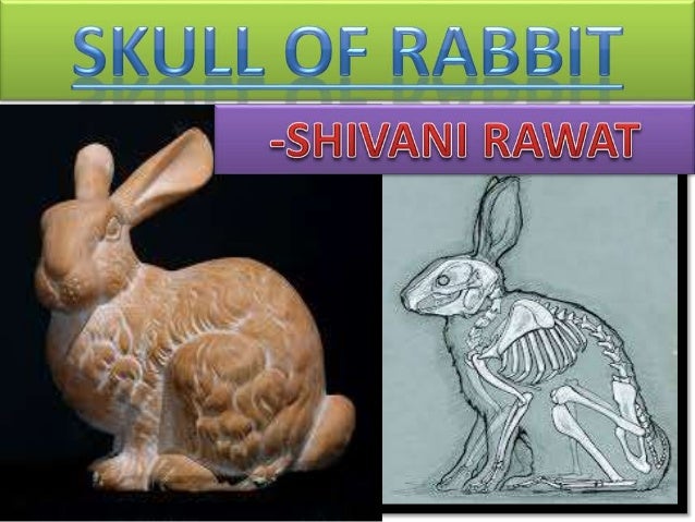 rabbit skull