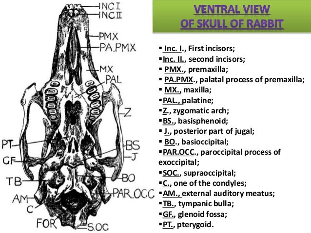 Skull of rabbit