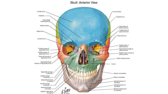 Skull,orbit temporal bones,facial bones,paranasal sinuses,mandible and ...