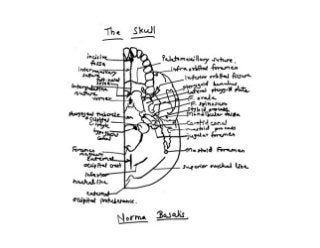 The Skull Notes.pdf Skull pdf | PDF