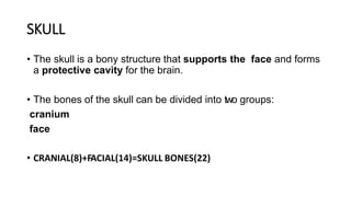 SKULL
• The skull is a bony structure that supports the face and forms
a protective cavity for the brain.
• The bones of the skull can be divided into two groups:
cranium
face
• CRANIAL(8)+FACIAL(14)=SKULL BONES(22)
 