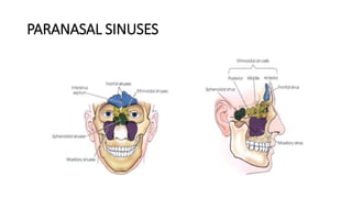 PARANASAL SINUSES
 