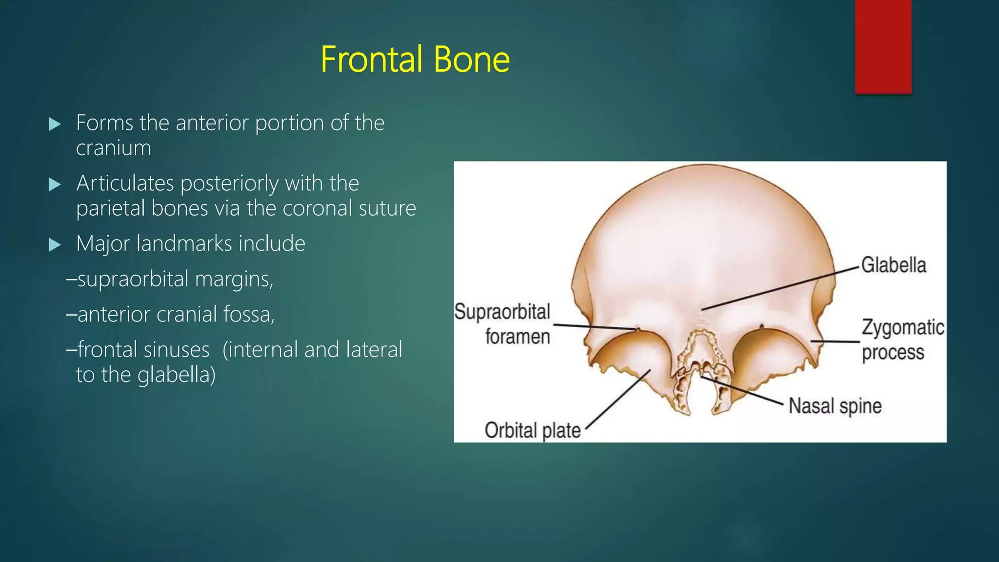 Parietal Forehead Skull radiography by sandesh Magar | PPTX