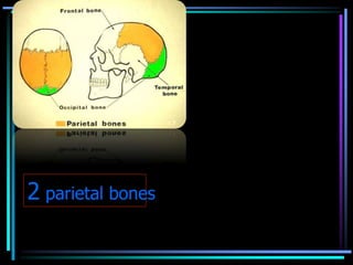 Parietal Forehead Skull radiography | PPTX