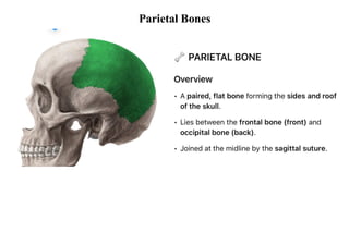 Anatomy of skull.Bones of the cranium and cranial vault. | PDF