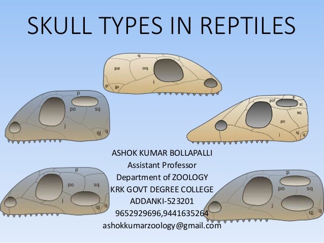 reptile types