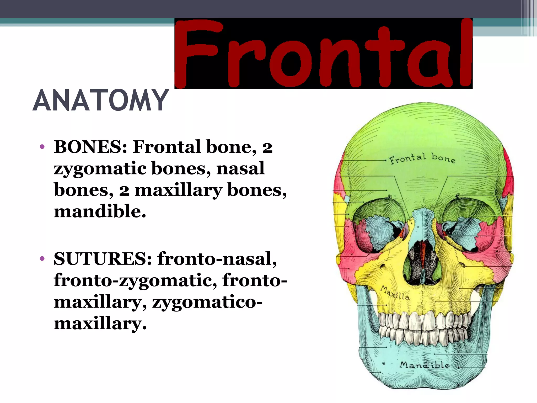 ANATOMY
• BONES: Frontal bone, 2
zygomatic bones, nasal
bones, 2 maxillary bones,
mandible.
• SUTURES: fronto-nasal,
fronto-zygomatic, fronto-
maxillary, zygomatico-
maxillary.
 