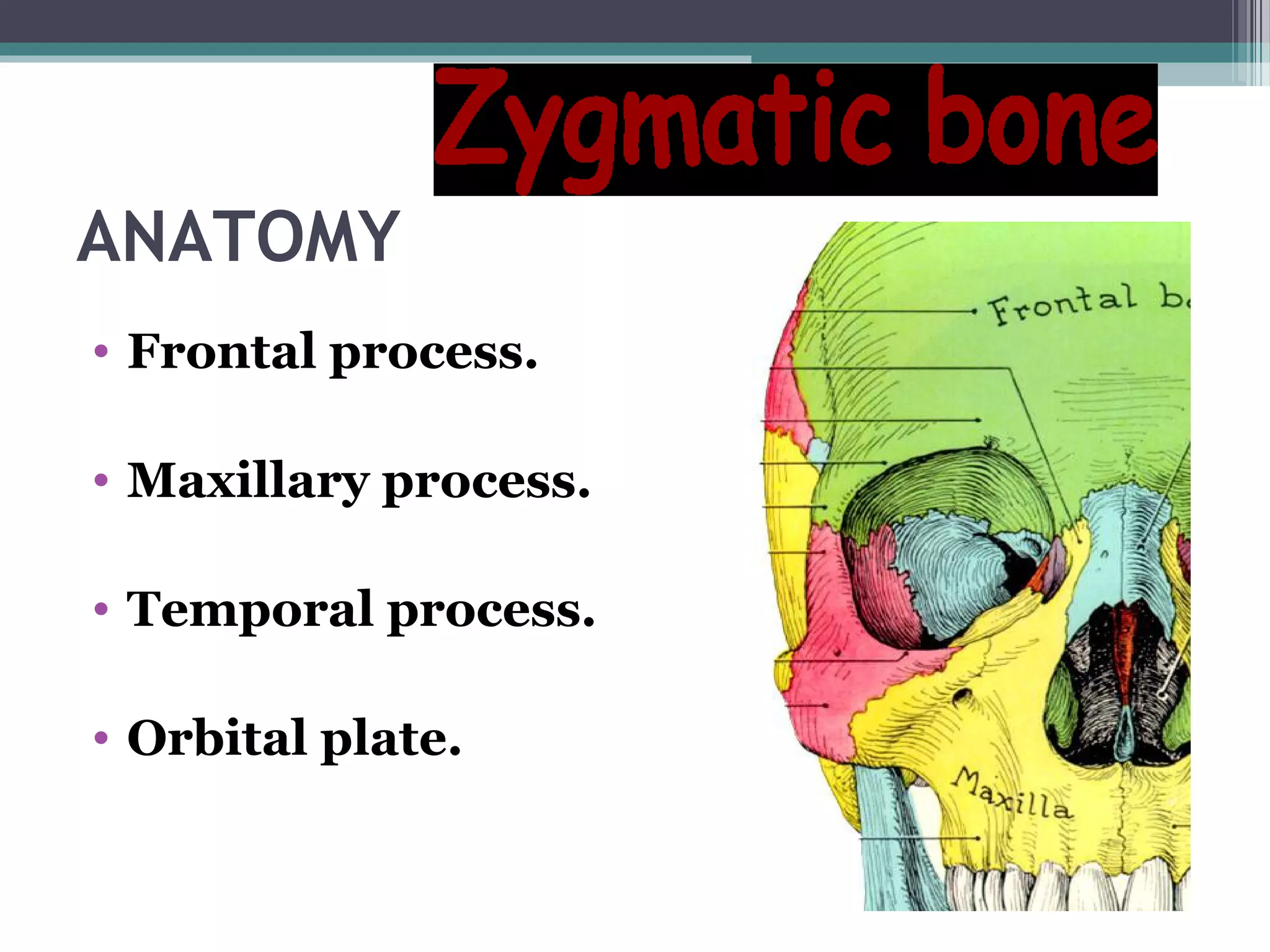 ANATOMY
• Frontal process.
• Maxillary process.
• Temporal process.
• Orbital plate.
 