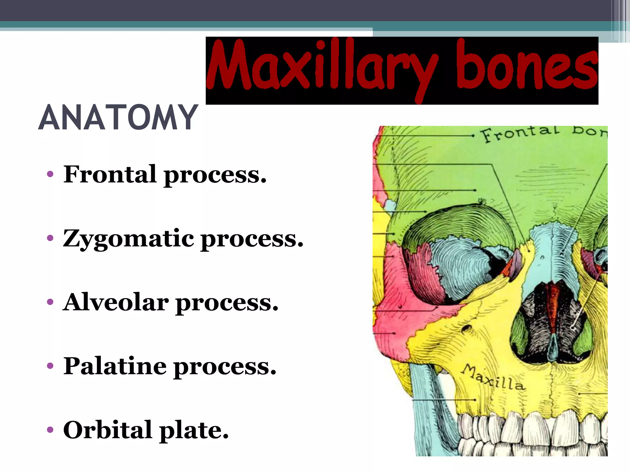ANATOMY
• Frontal process.
• Zygomatic process.
• Alveolar process.
• Palatine process.
• Orbital plate.
 