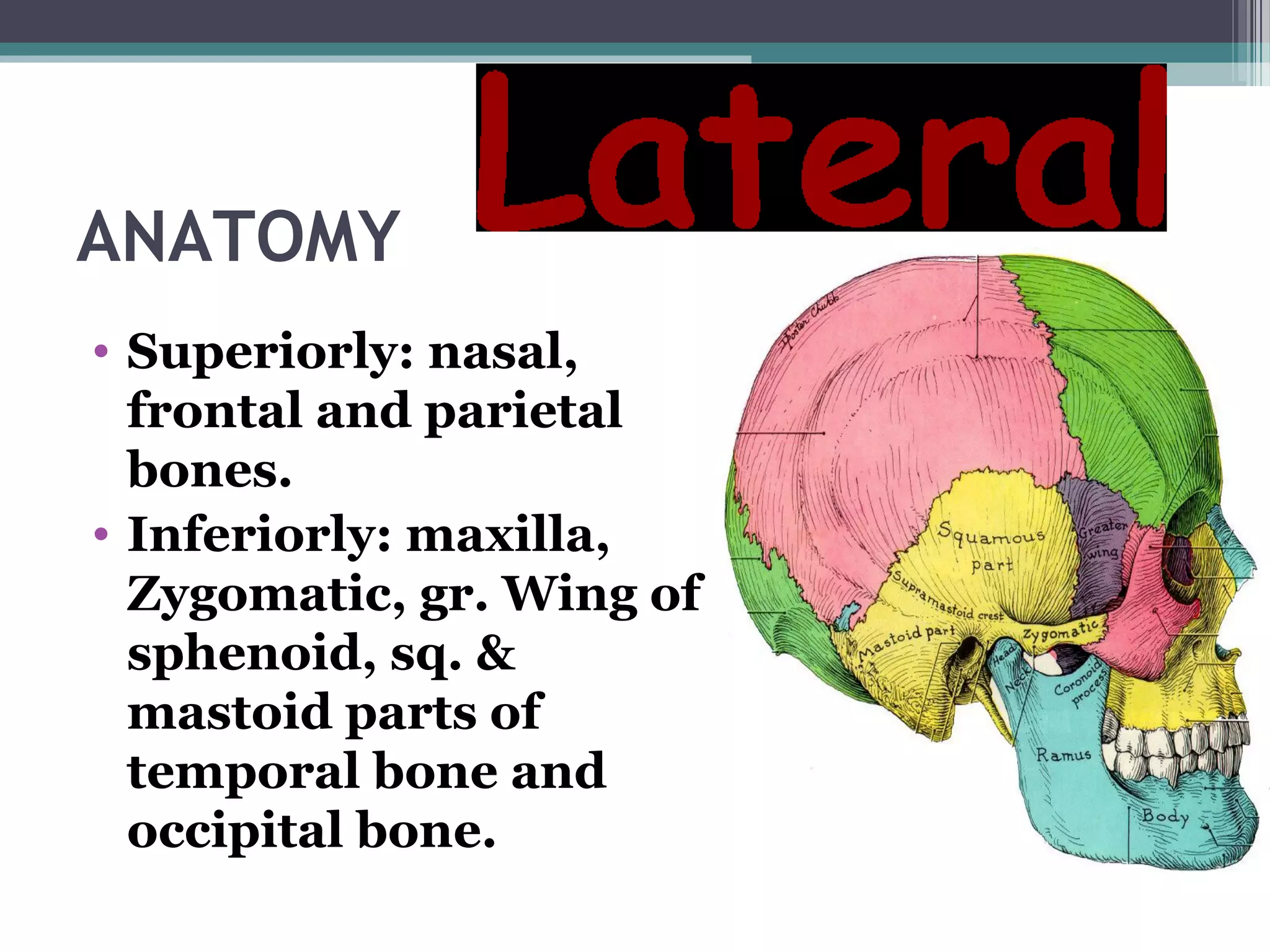 ANATOMY
• Superiorly: nasal,
frontal and parietal
bones.
• Inferiorly: maxilla,
Zygomatic, gr. Wing of
sphenoid, sq. &
mastoid parts of
temporal bone and
occipital bone.
 