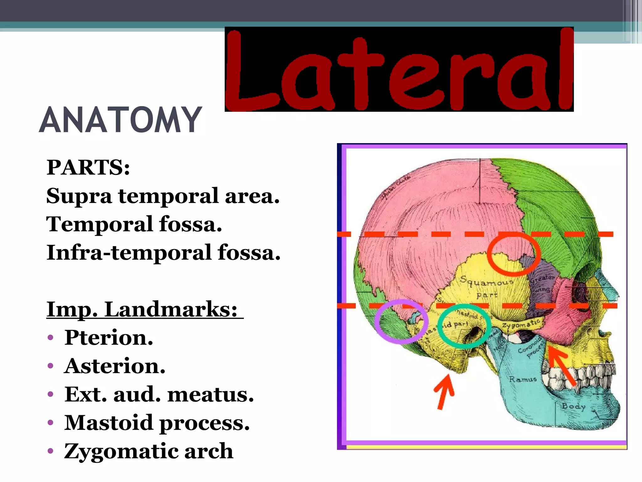 ANATOMY
PARTS:
Supra temporal area.
Temporal fossa.
Infra-temporal fossa.
Imp. Landmarks:
• Pterion.
• Asterion.
• Ext. aud. meatus.
• Mastoid process.
• Zygomatic arch
 