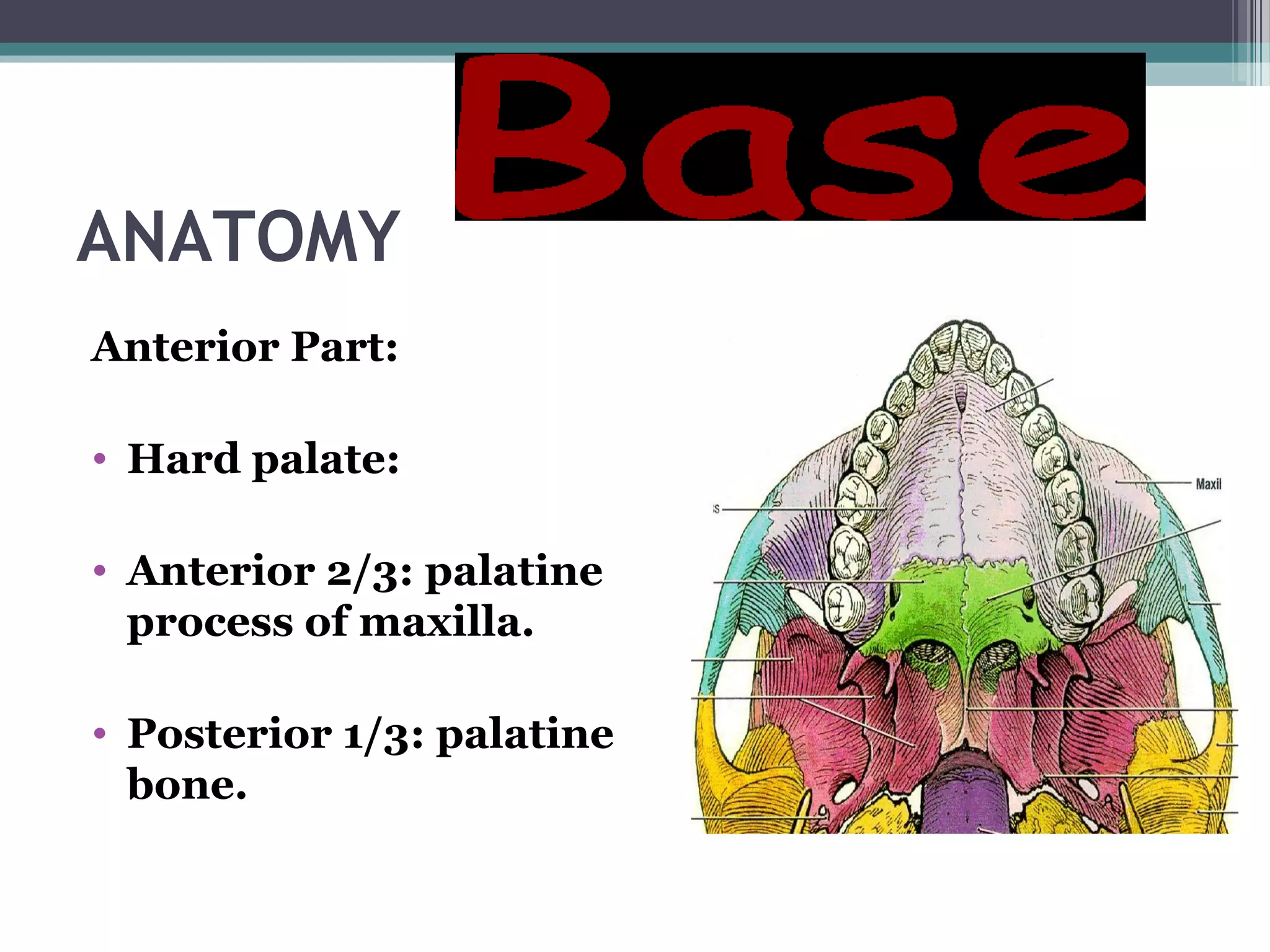 ANATOMY
Anterior Part:
• Hard palate:
• Anterior 2/3: palatine
process of maxilla.
• Posterior 1/3: palatine
bone.
 