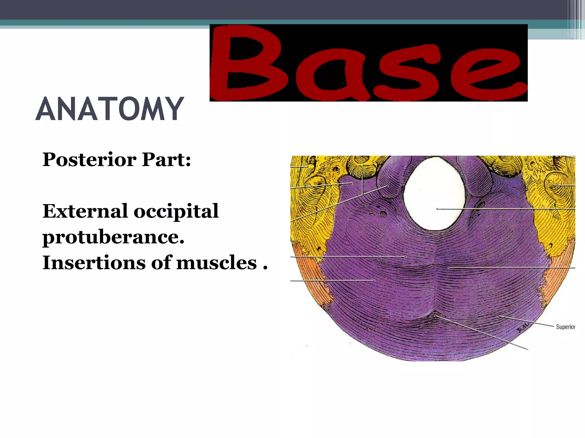 ANATOMY
Posterior Part:
External occipital
protuberance.
Insertions of muscles .
 
