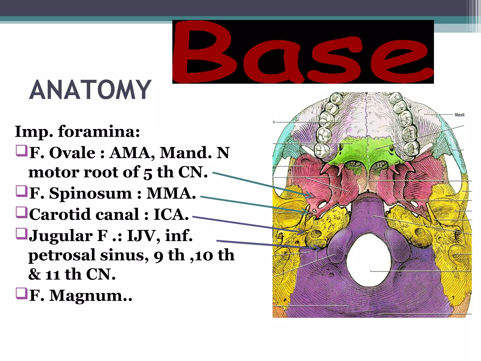 ANATOMY
Imp. foramina:
F. Ovale : AMA, Mand. N
motor root of 5 th CN.
F. Spinosum : MMA.
Carotid canal : ICA.
Jugular F .: IJV, inf.
petrosal sinus, 9 th ,10 th
& 11 th CN.
F. Magnum..
 