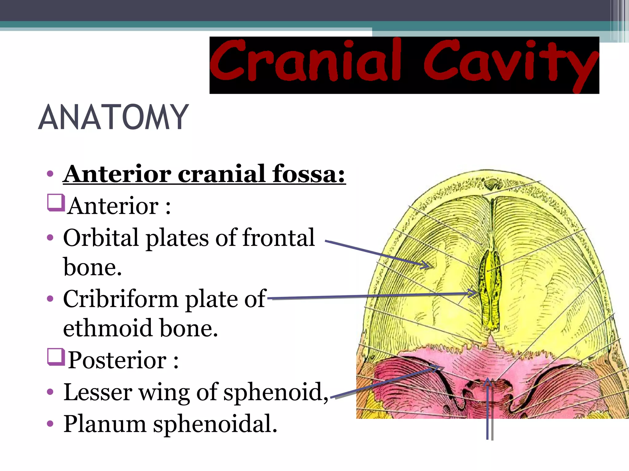 ANATOMY
• Anterior cranial fossa:
Anterior :
• Orbital plates of frontal
bone.
• Cribriform plate of
ethmoid bone.
Posterior :
• Lesser wing of sphenoid,
• Planum sphenoidal.
 
