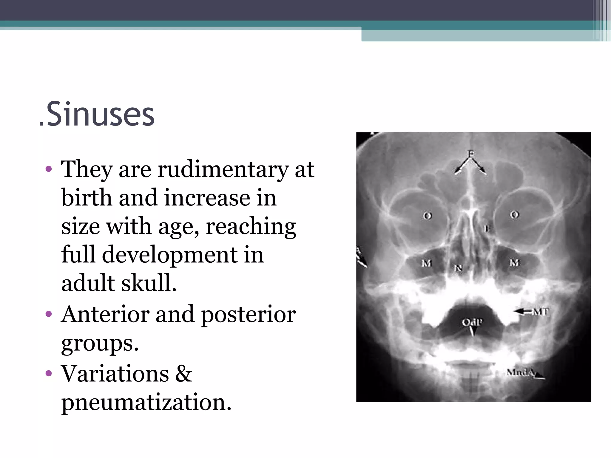 Sinuses.
• They are rudimentary at
birth and increase in
size with age, reaching
full development in
adult skull.
• Anterior and posterior
groups.
• Variations &
pneumatization.
 