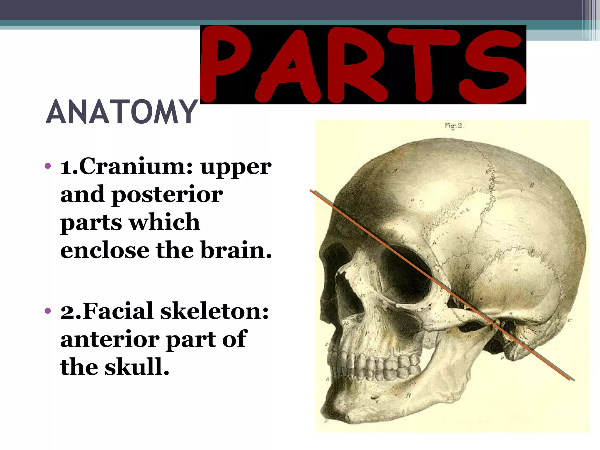 ANATOMY
• 1.Cranium: upper
and posterior
parts which
enclose the brain.
• 2.Facial skeleton:
anterior part of
the skull.
 