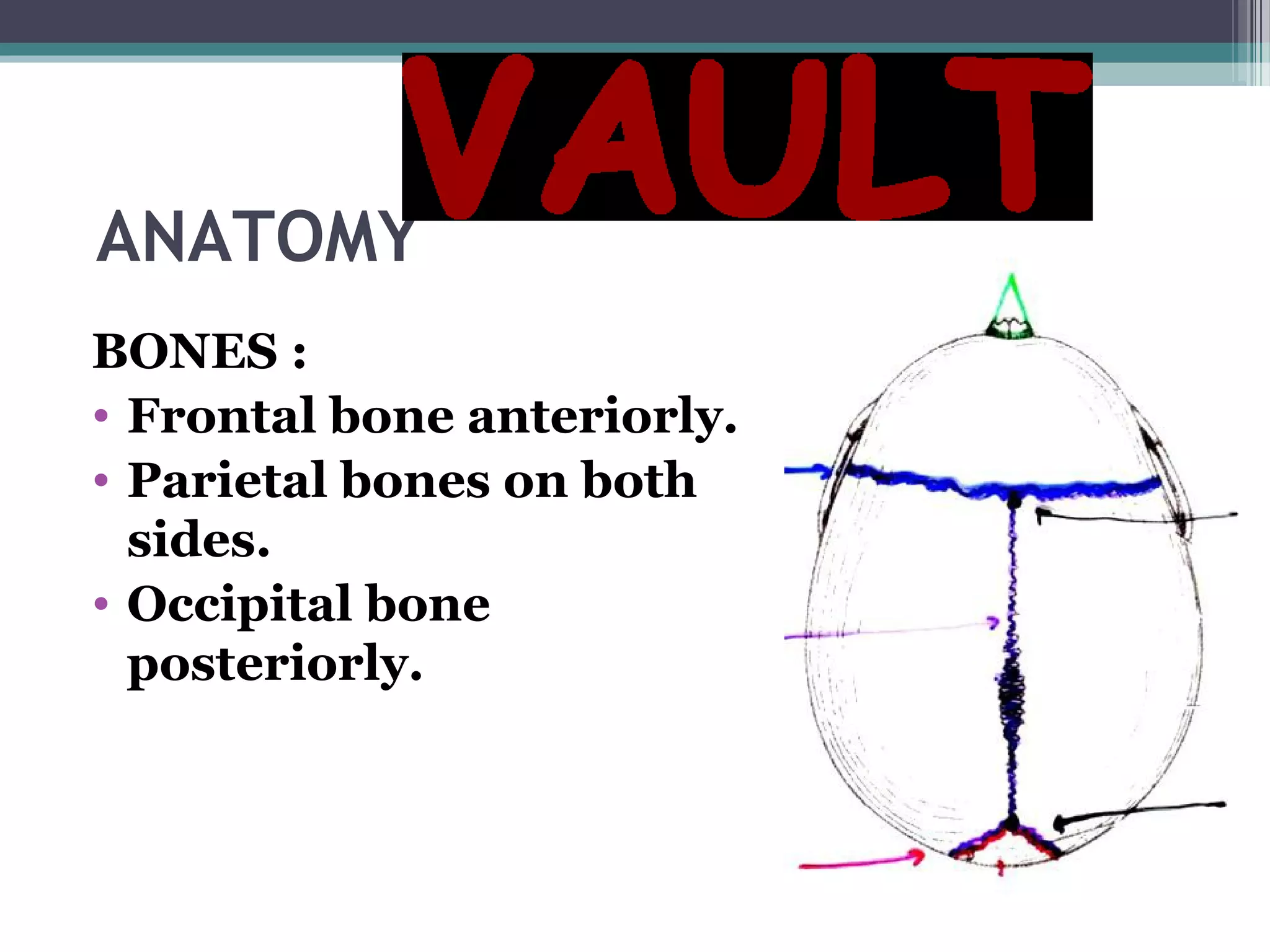 ANATOMY
BONES :
• Frontal bone anteriorly.
• Parietal bones on both
sides.
• Occipital bone
posteriorly.
 