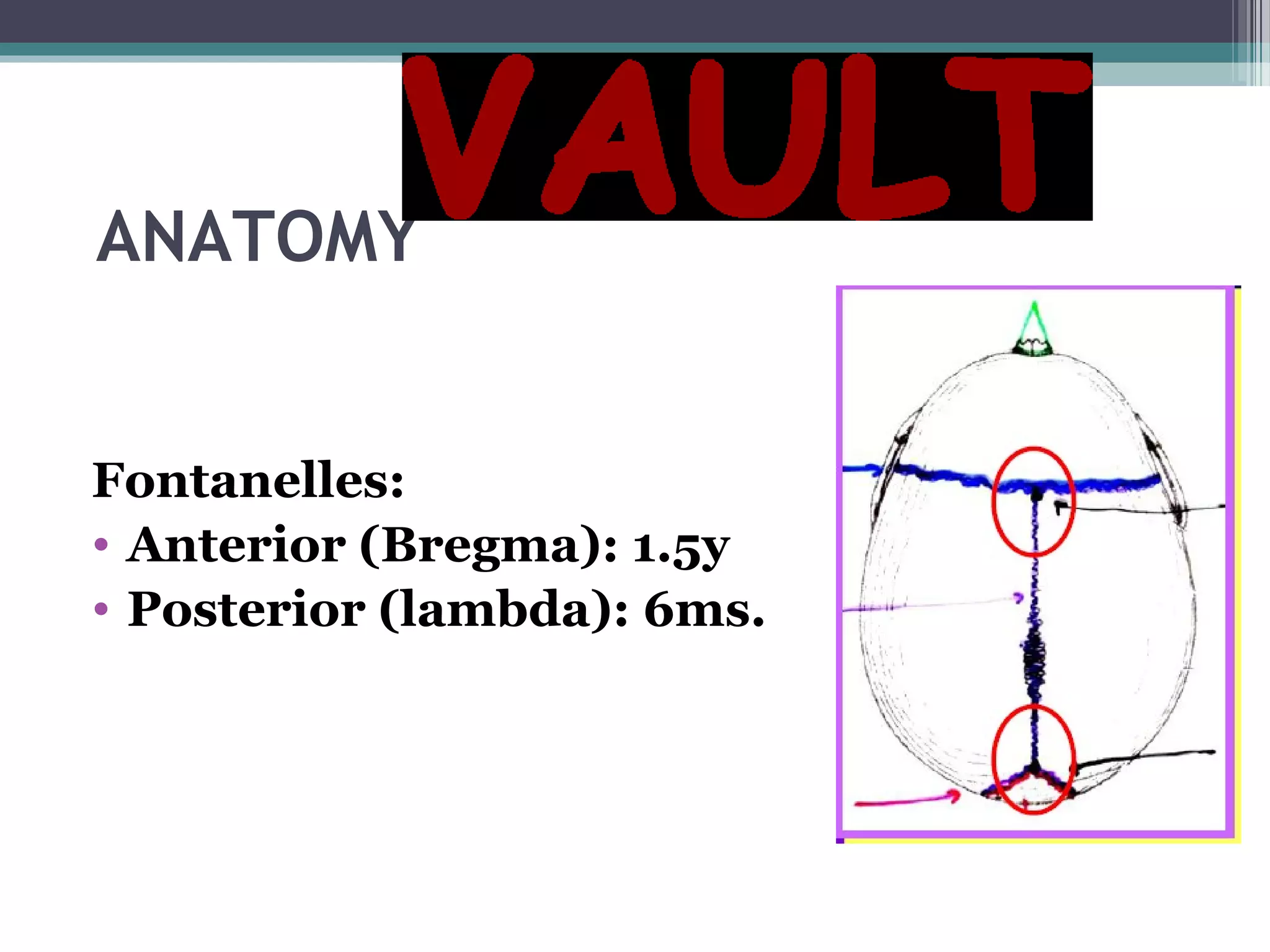 ANATOMY
Fontanelles:
• Anterior (Bregma): 1.5y
• Posterior (lambda): 6ms.
 