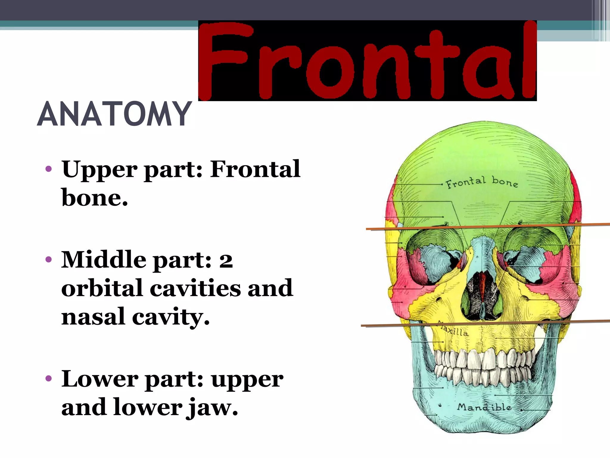 ANATOMY
• Upper part: Frontal
bone.
• Middle part: 2
orbital cavities and
nasal cavity.
• Lower part: upper
and lower jaw.
 