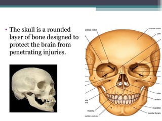 Skull Potential Injuries Skull x ray plain evaluations | PPT