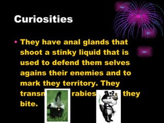 Curiosities They have anal glands that shoot a stinky liquid that is used to defend them selves agains their enemies and to mark they territory. They transmit the rabies when they bite.